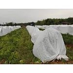 Unraveling the Potential of PP Agricultural Nonwoven Fabric