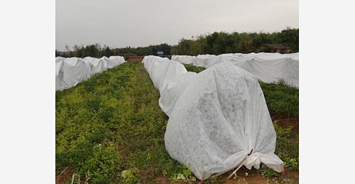 Unraveling the Potential of PP Agricultural Nonwoven Fabric